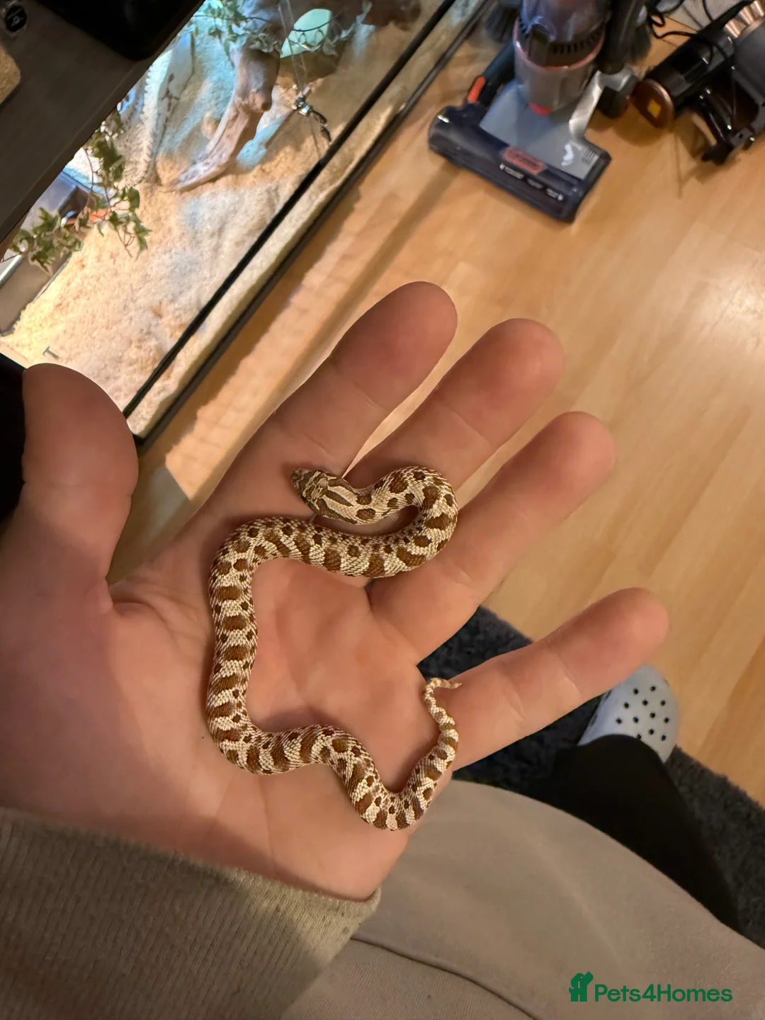 Corn Snake reptiles for sale: Hognose snake  - Advert 2