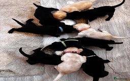 Labrador Retriever dogs for sale: KC Lab pups (from tested parents) REDUCED - Image 8