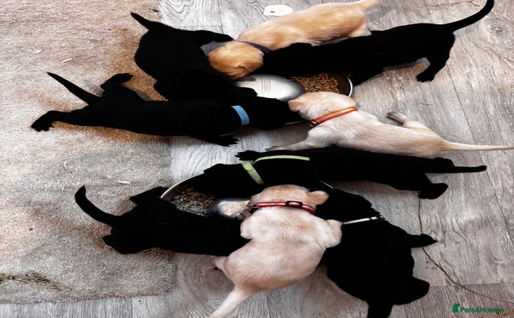 Labrador Retriever dogs - Advert 1