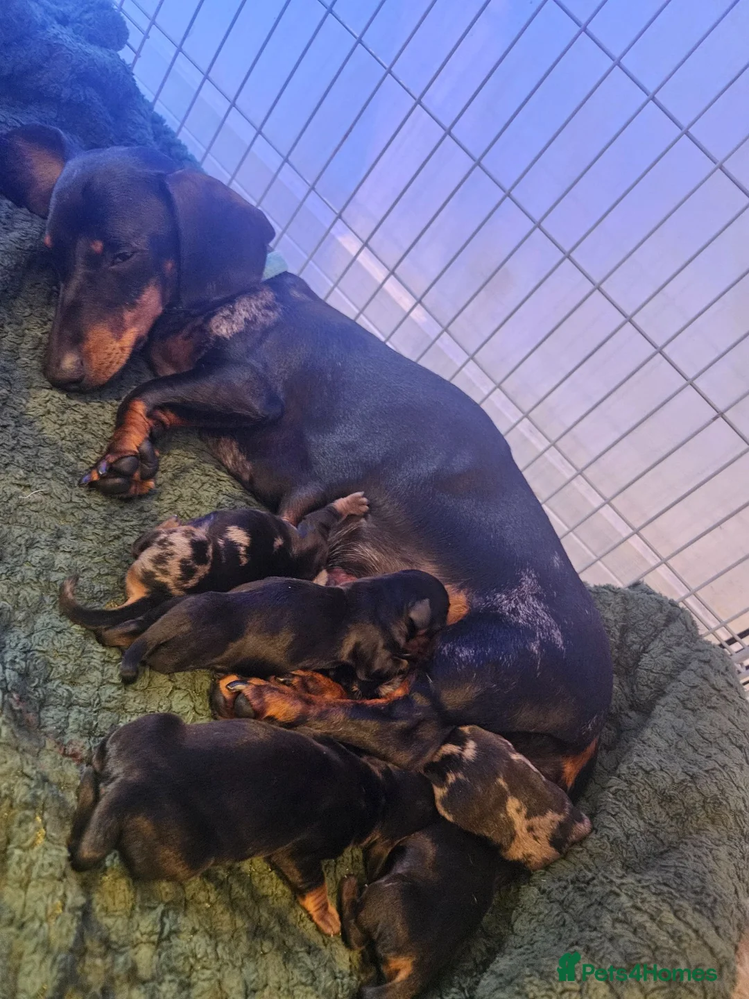 Dachshund dogs for sale: Beautiful daschund puppies for sale in Chorley - Advert 2