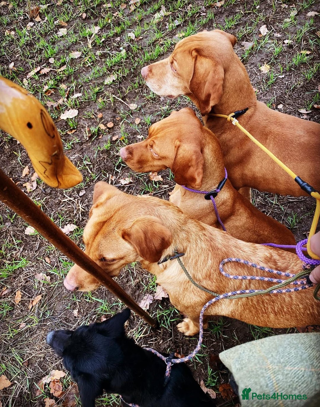 Hungarian Vizsla dogs for sale: Gamekeeper bred KC registered Crufts progeny - Image 19