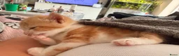 Mixed Breed cats for sale: 2 white and ginger Marble kittens for sale  - Advert 8