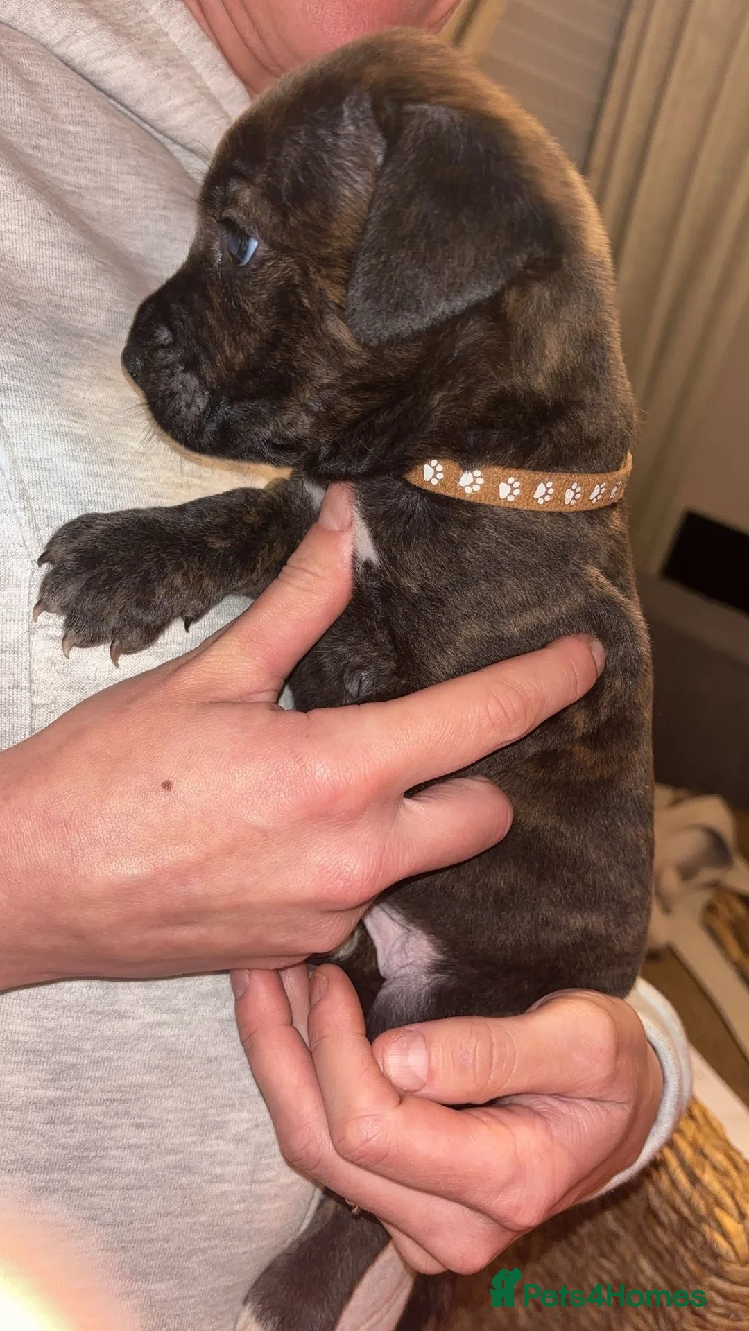 Mixed Breed dogs for sale: Stunning Cane Corso x Presa Canario Puppies  - Advert 4