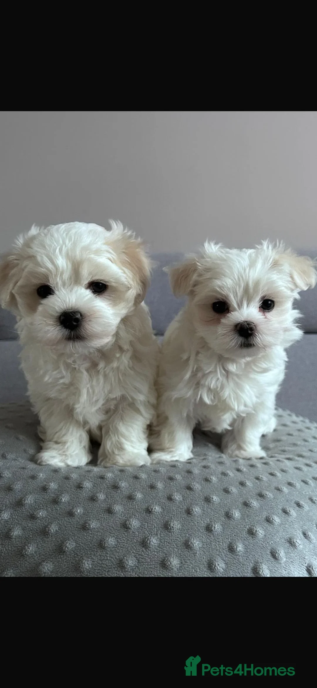 Maltese dogs for sale: Maltese puppies - Advert 11