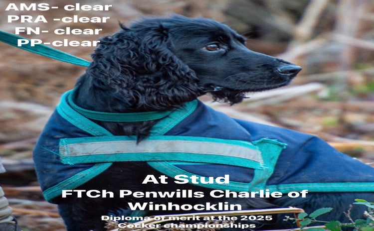 Cocker Spaniel dogs in Southampton - Advert 2