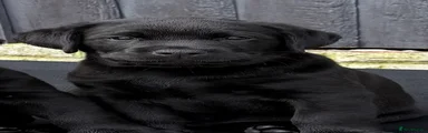 Labrador Retriever 1
