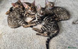 Bengal cats for sale: Pure bred bengal kittens - Image 18