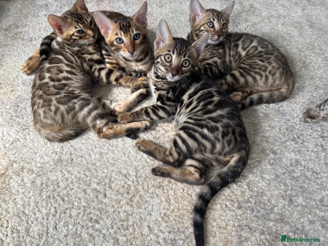Bengal cats for sale: Pure bred bengal kittens - Image 18