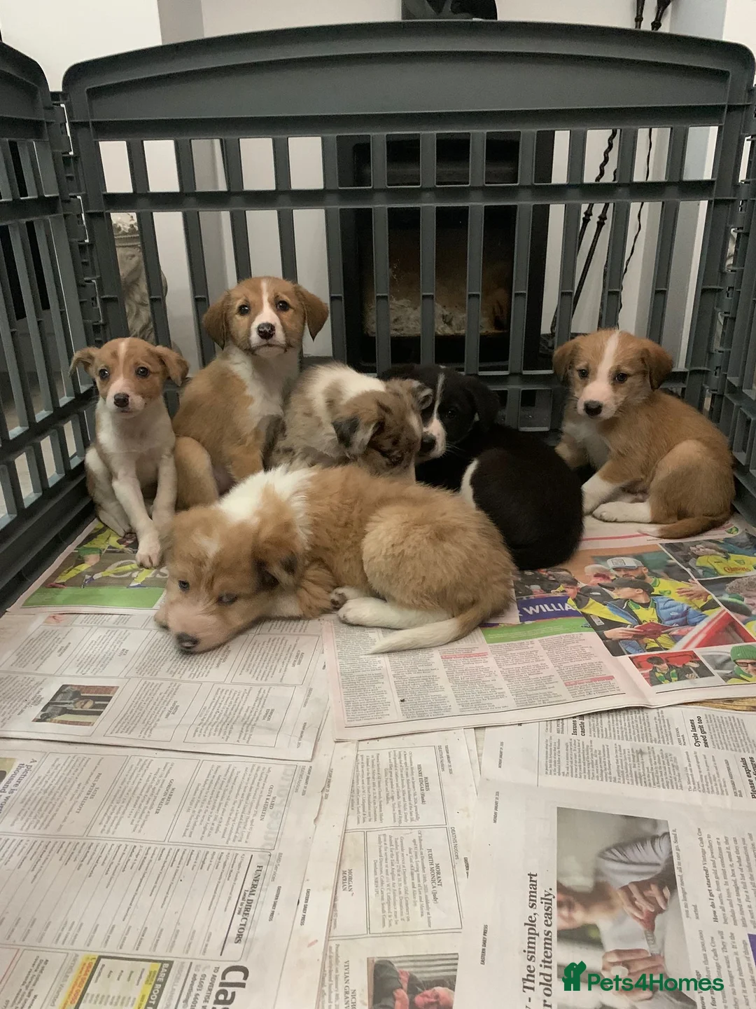 Mixed Breed dogs for sale: Old style Lurcher puppies - Advert 9