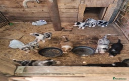 Border Collie dogs for sale: Red, and blue merle, tri, b/w collies farm reared - Image 23