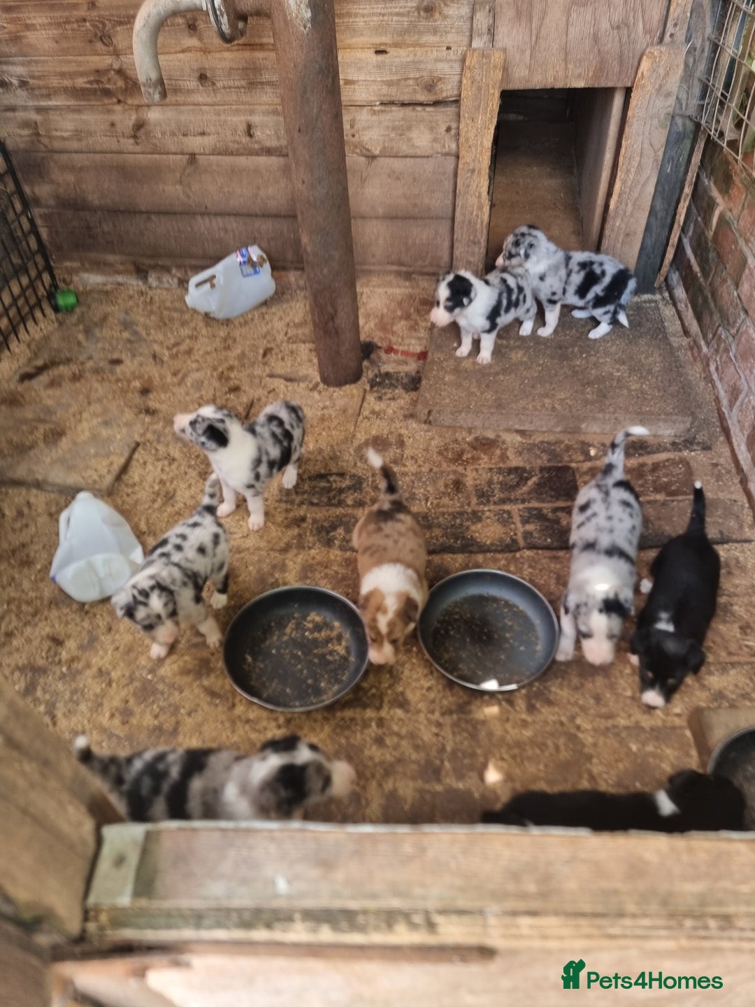 Border Collie dogs for sale: Red, and blue merle, tri, b/w collies farm reared - Image 23