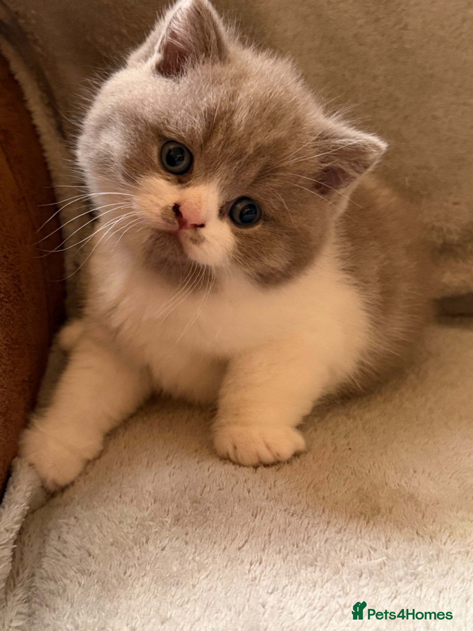 British Shorthair cats GCCF BSH Lilac Bilcolour chunky 🐱  - Advert 2