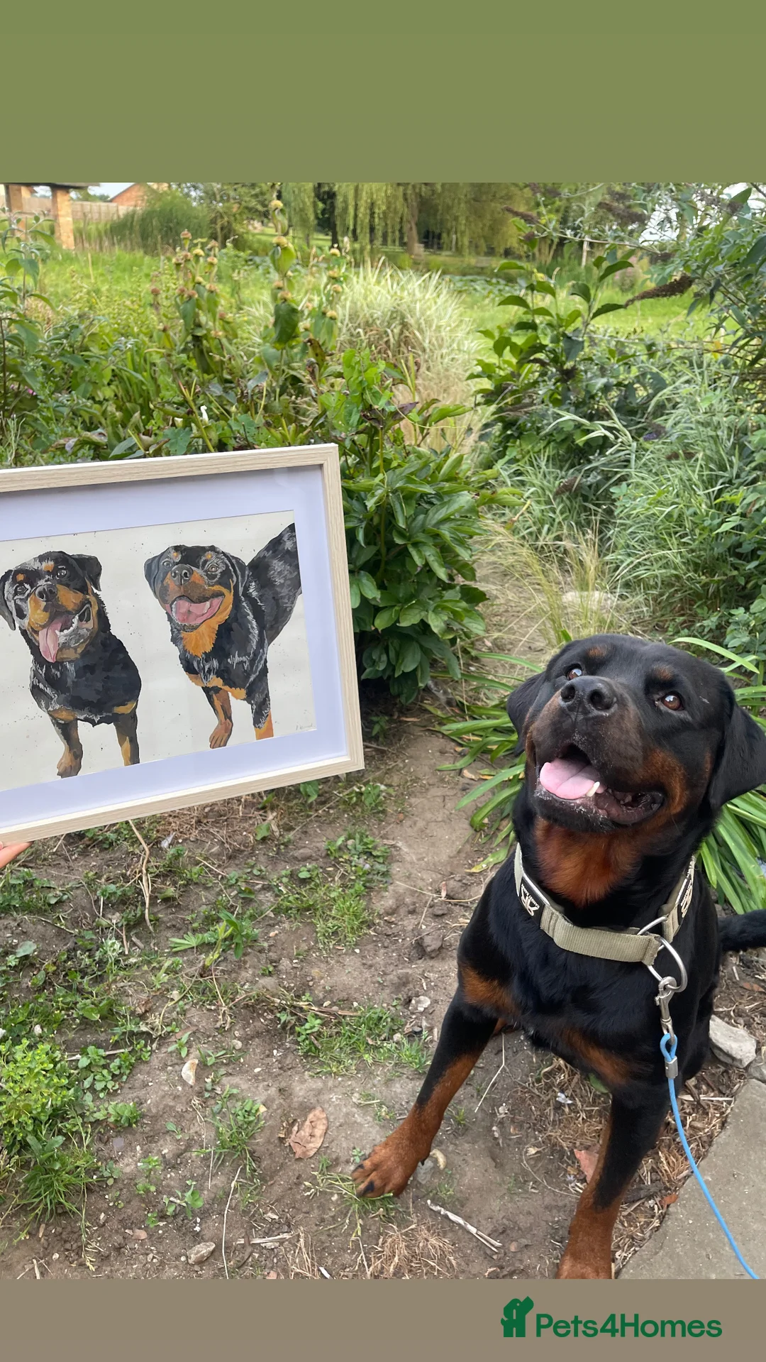 Rottweiler dogs for sale: Rottweiler pups ready to reserve.  - Advert 17