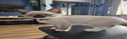Ragdoll cats for sale: Friendly and playfull Ragdoll x  - Advert 24