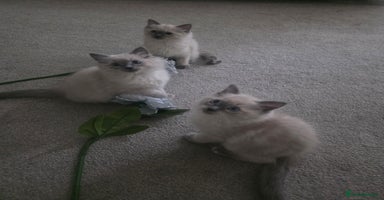 Ragdoll cats - Advert 2