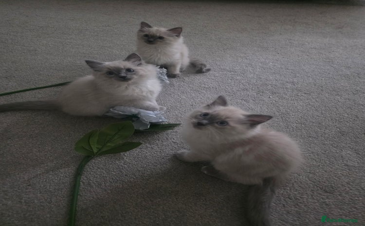 Ragdoll cats - Advert 9