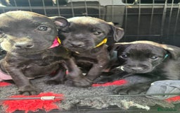 Patterdale Terrier dogs for sale: Pretty Patterdale Puppies  - Image 11