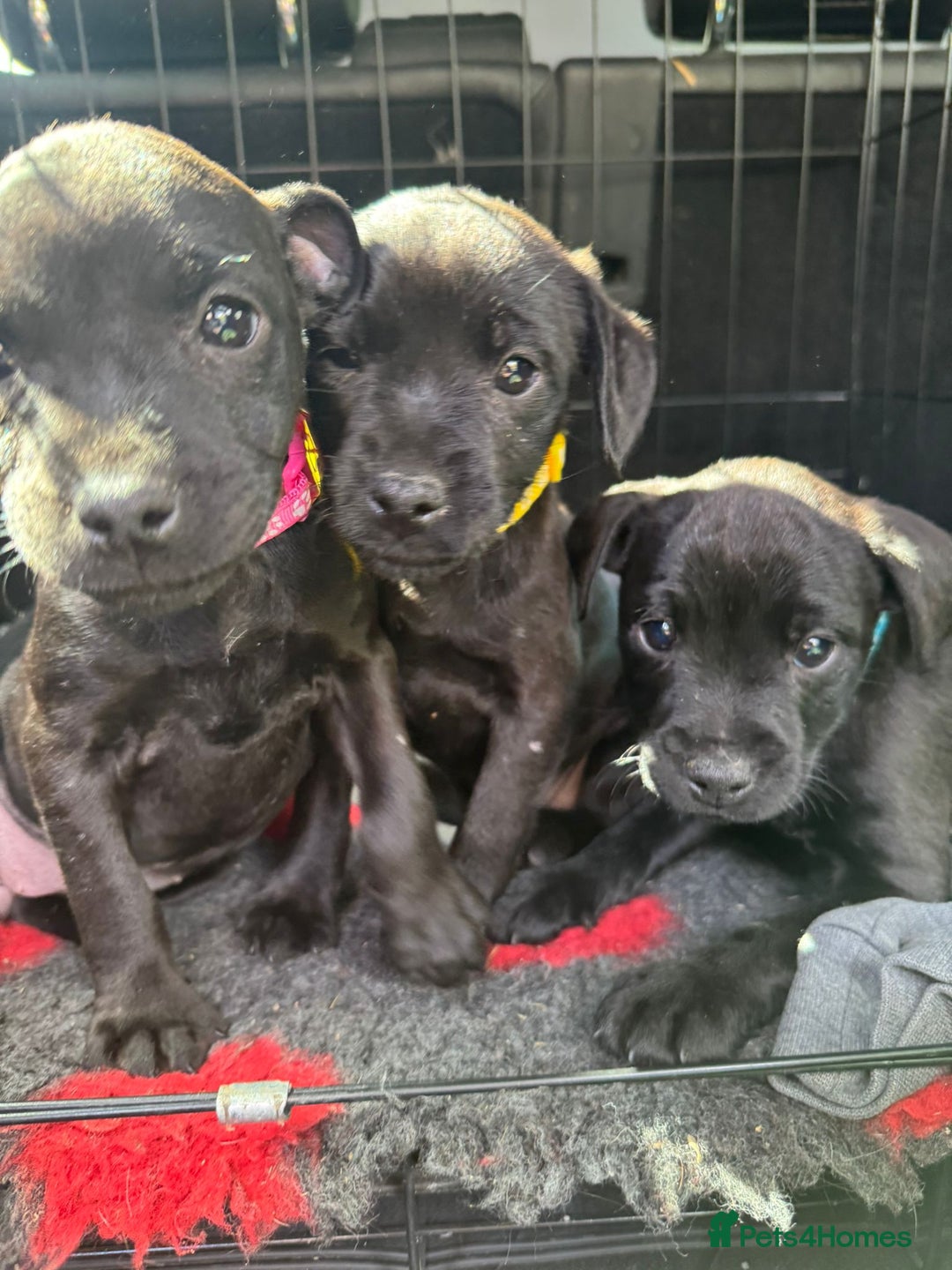 Patterdale Terrier dogs for sale: Pretty Patterdale Puppies  - Image 11