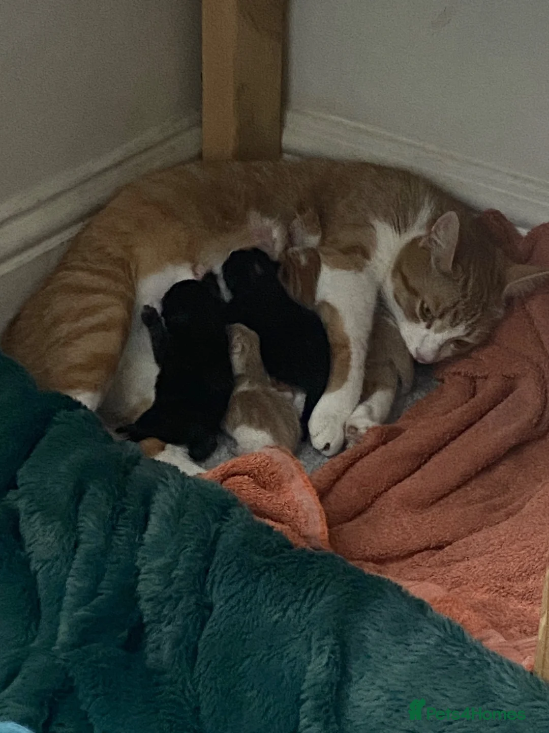 Mixed Breed cats for sale:  9 gorgeous kittens.  - Advert 1