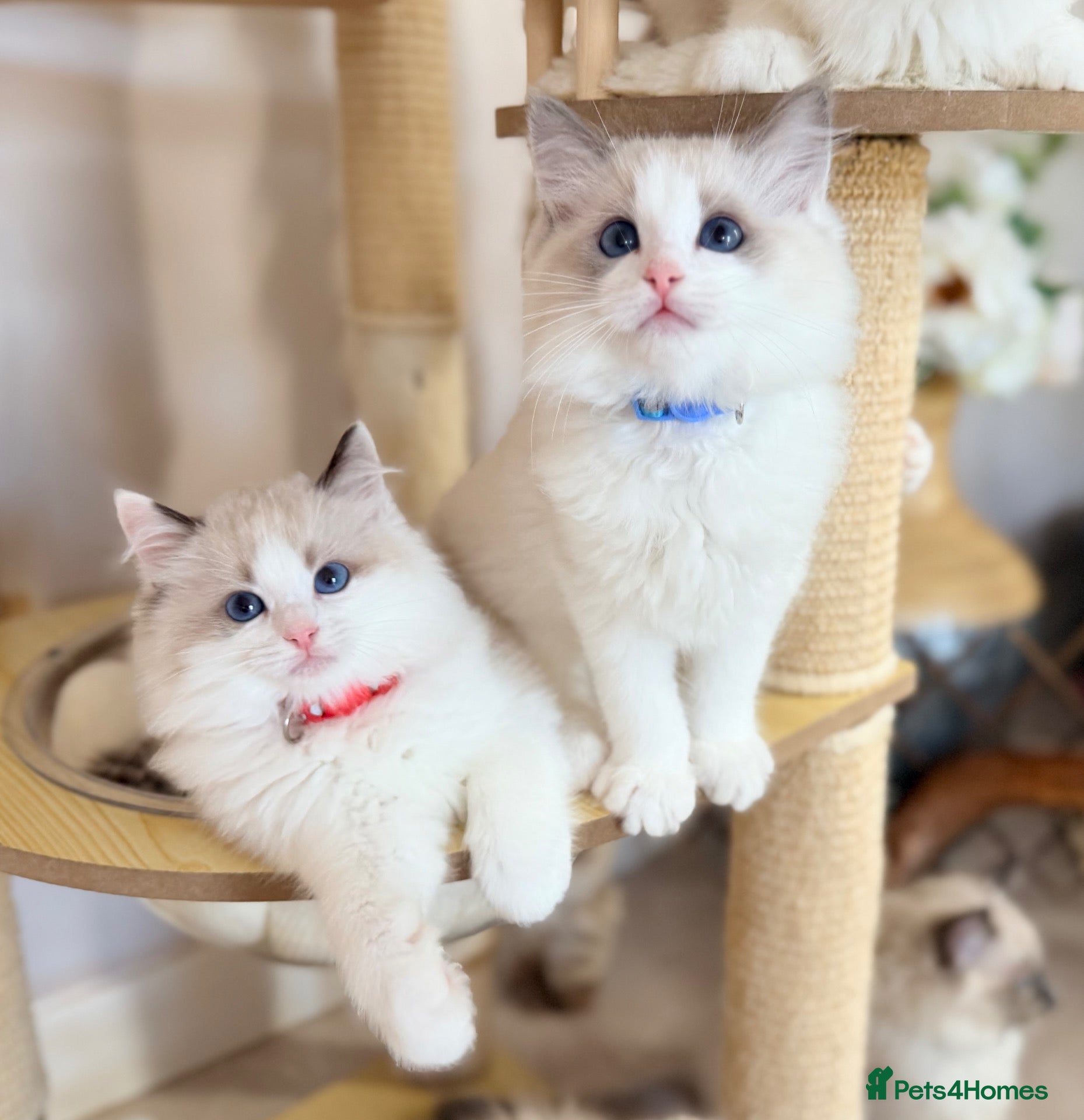 Ragdoll cats Show quality Ragdoll kittens from champion lines - Advert 1