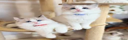 Ragdoll cats for sale: Show quality Ragdoll kittens from champion lines - Advert 2