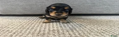 Dachshund 5