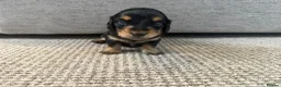 Dachshund dogs for sale: 🐾Beautiful Dachshund Puppies🐾 - Advert 13