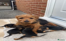 Mixed Breed dogs for sale: Beautiful tiny little puppies looking for homes  - Image 1