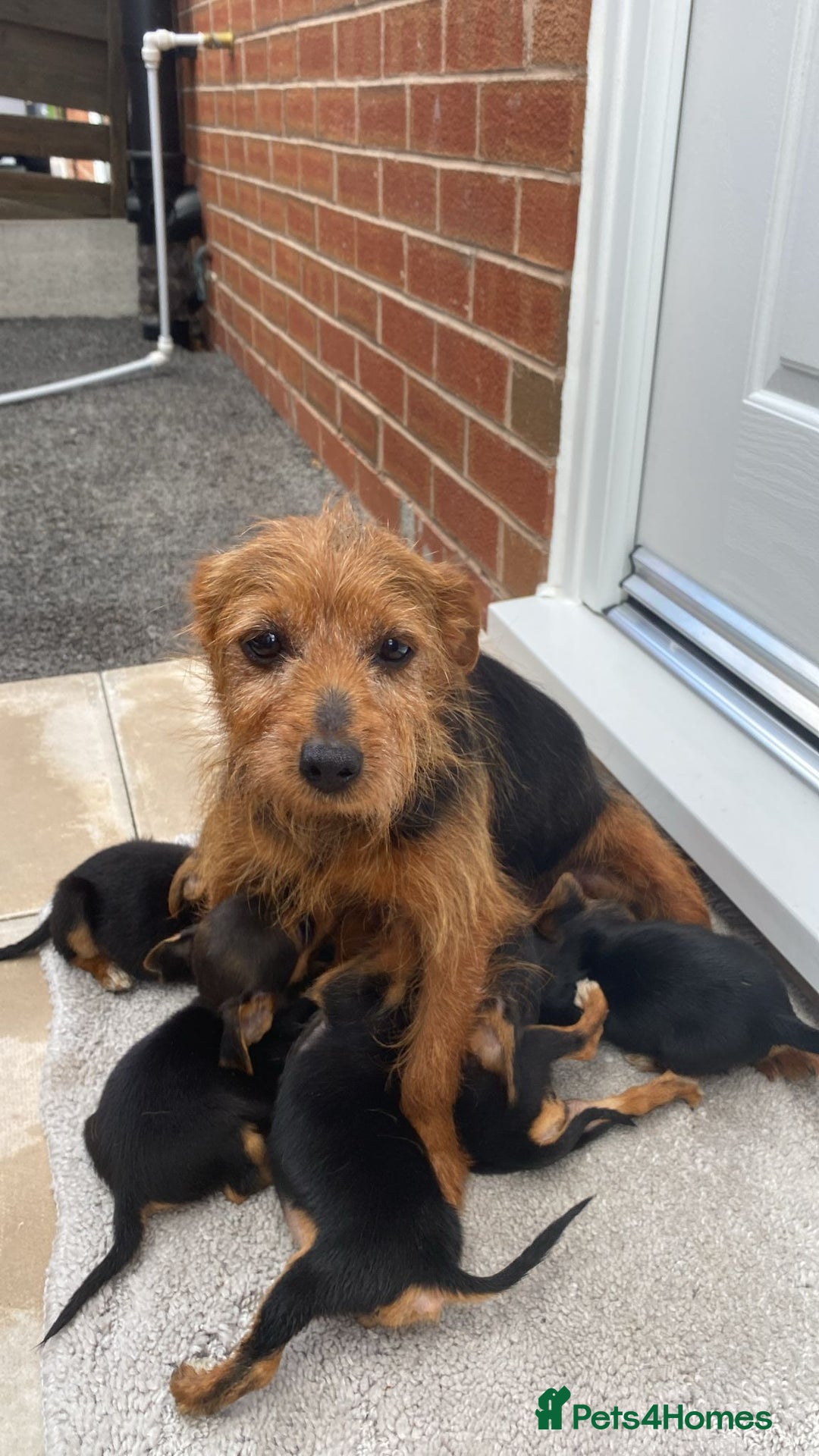 Mixed Breed dogs for sale: Beautiful tiny little puppies looking for homes  - Image 1