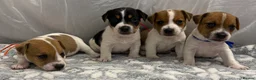 Jack Russell dogs for sale: Bred From Health Tested Parents Jack Russell Pups - Advert 3