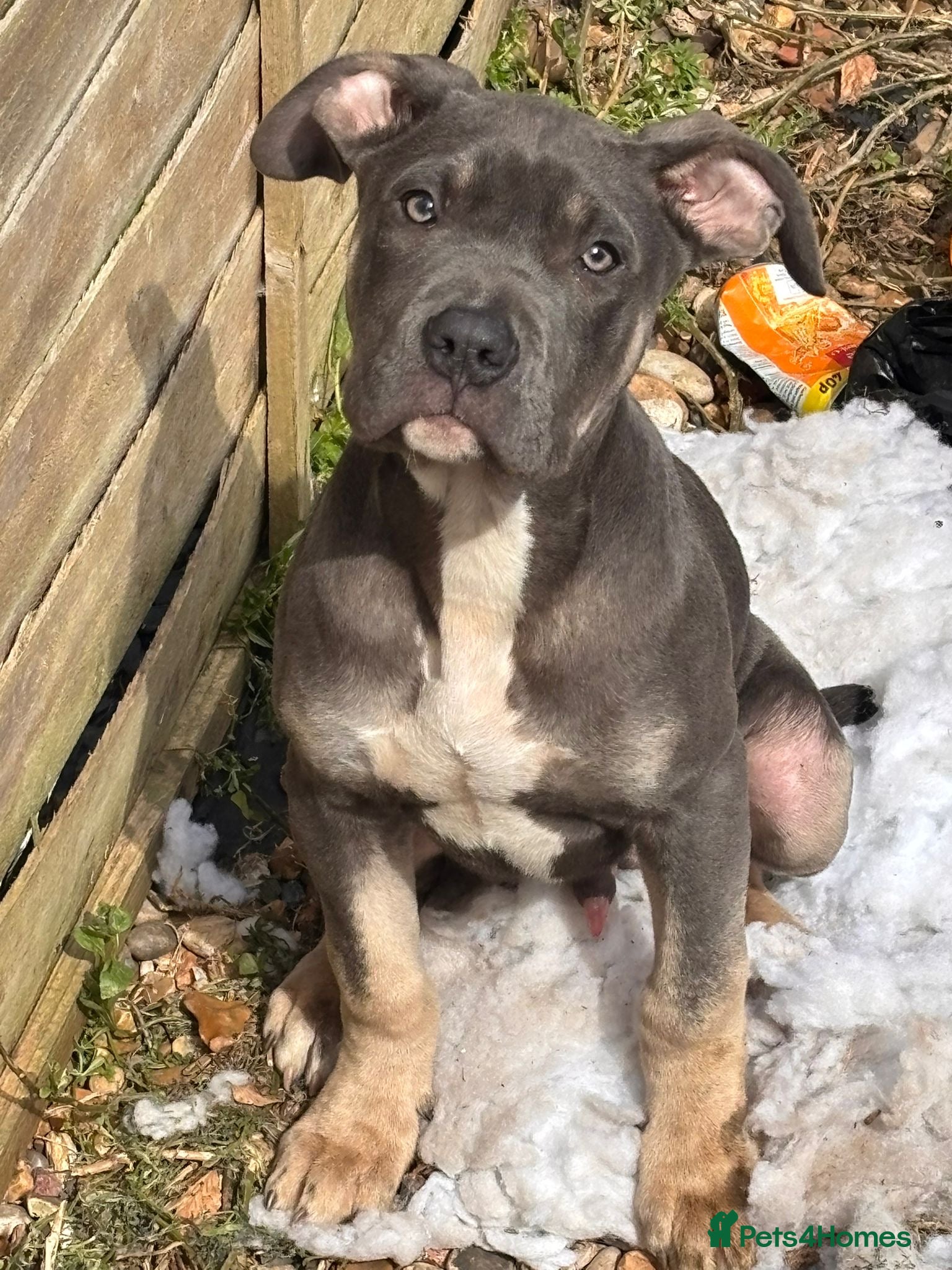 Mixed Breed dogs Bluey pup  - Advert 5