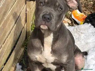 Mixed Breed dogs Bluey pup - Advert 12