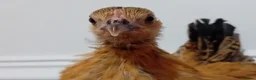Chickens poultry for sale: Indoor Therapy Serama Hen -  Highly Tame - Advert 27