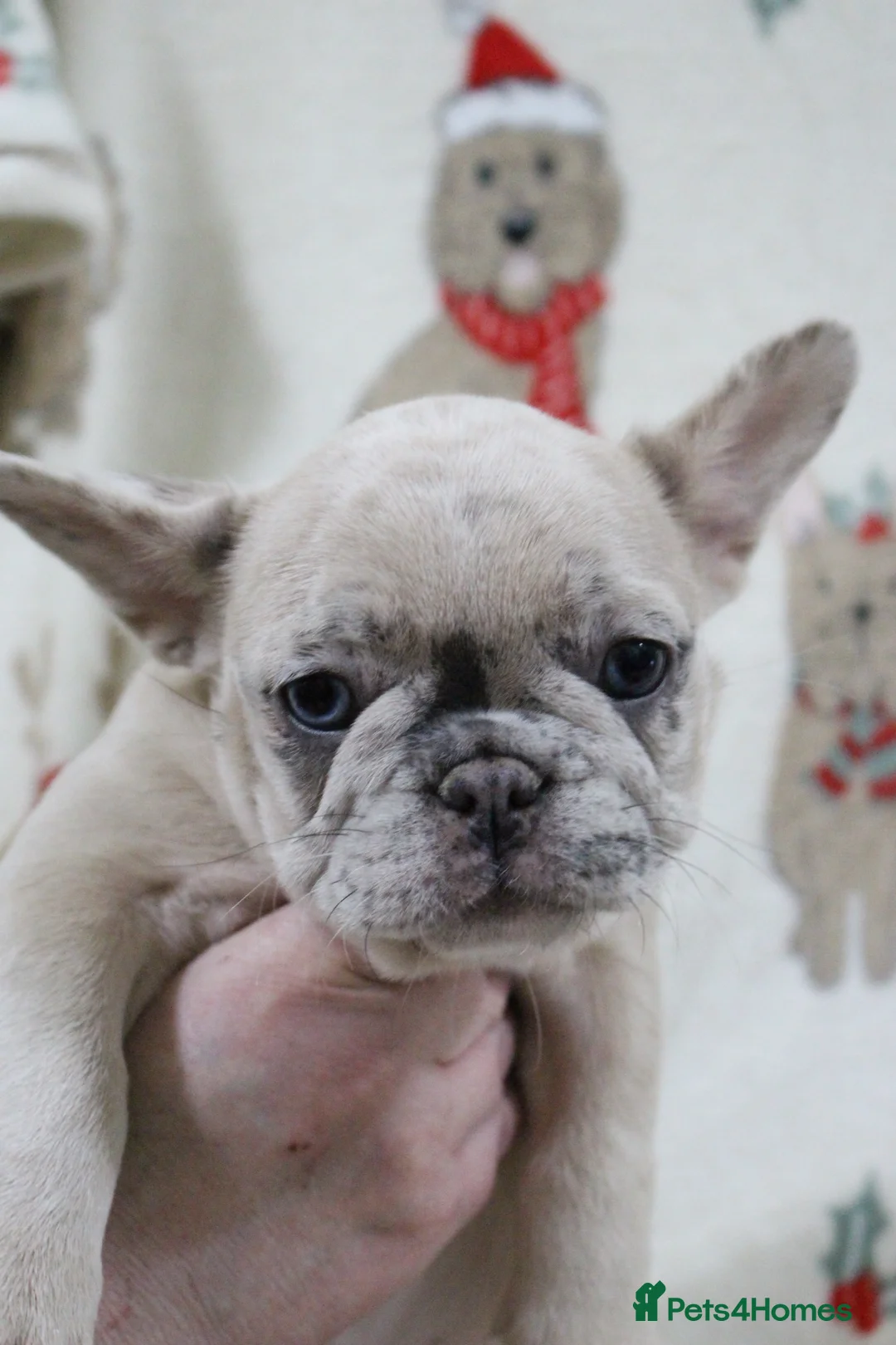 French Bulldog dogs for sale: French Bulldog puppies - Advert 9