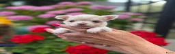 Chihuahua dogs for sale: All puppies sold 🩵🐾 - Advert 27
