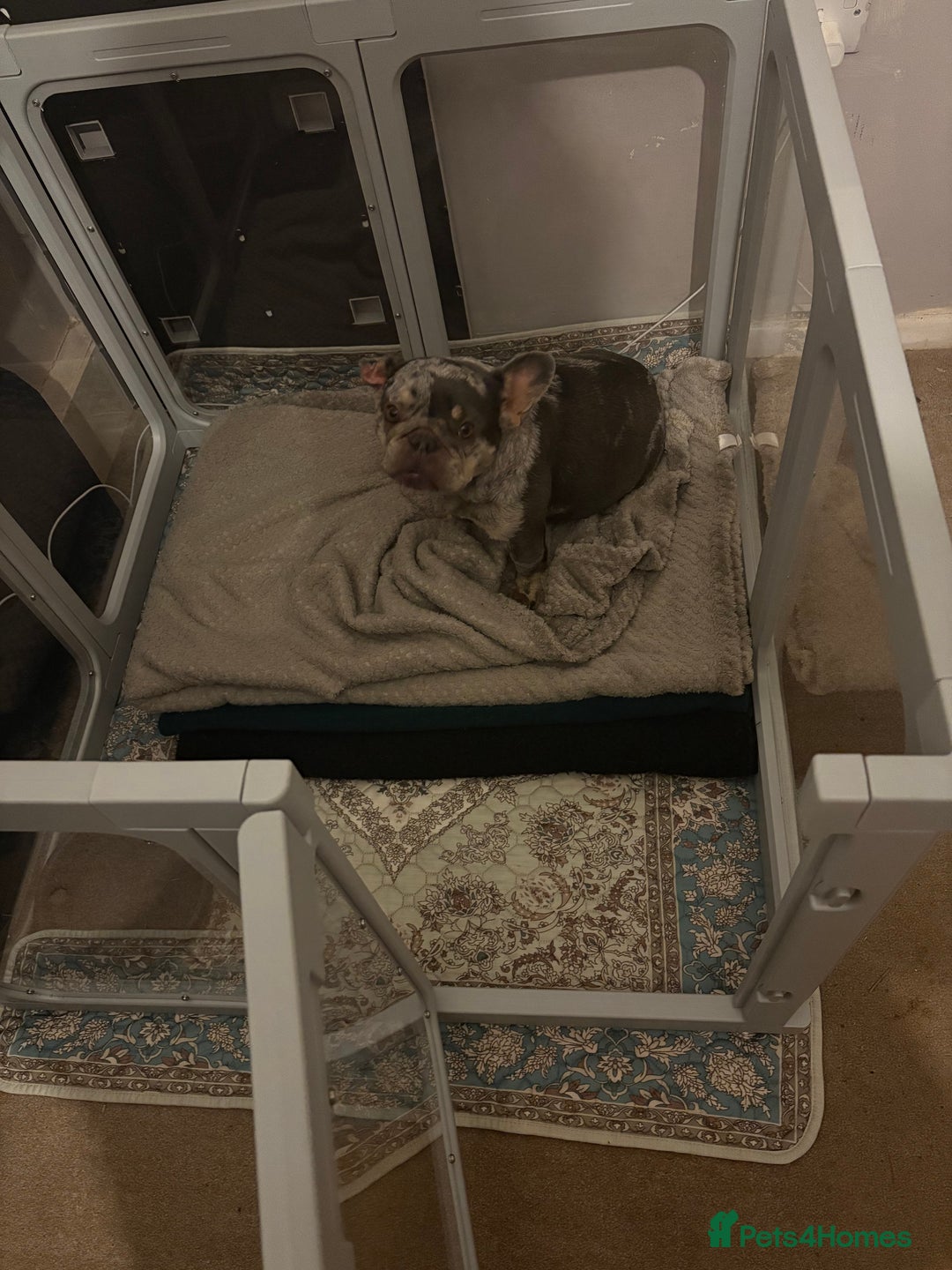 French Bulldog dogs for sale: 4 female French bulldog  - Advert 2