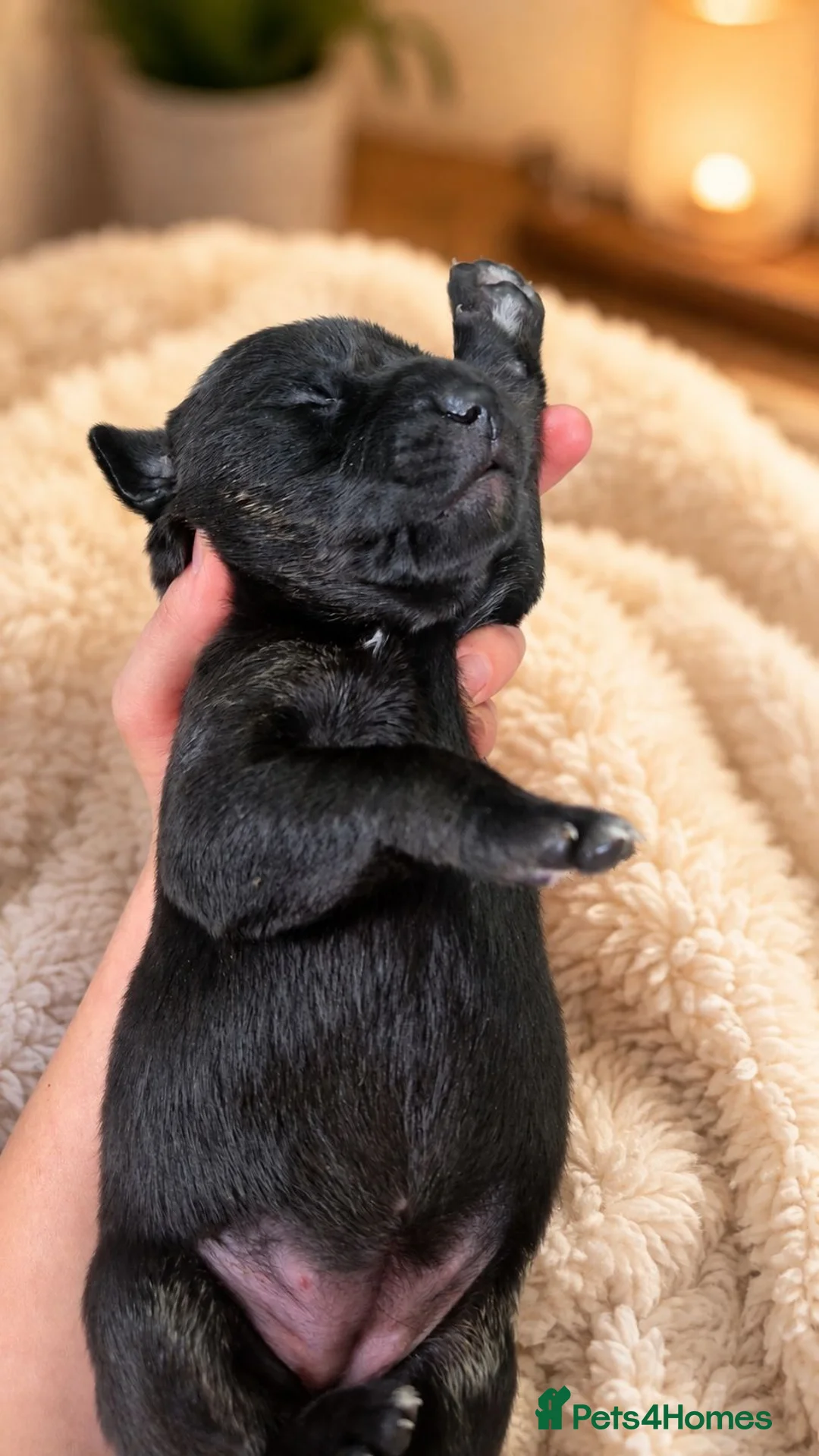 Borador dogs for sale: Beautiful borador puppies  - Advert 1