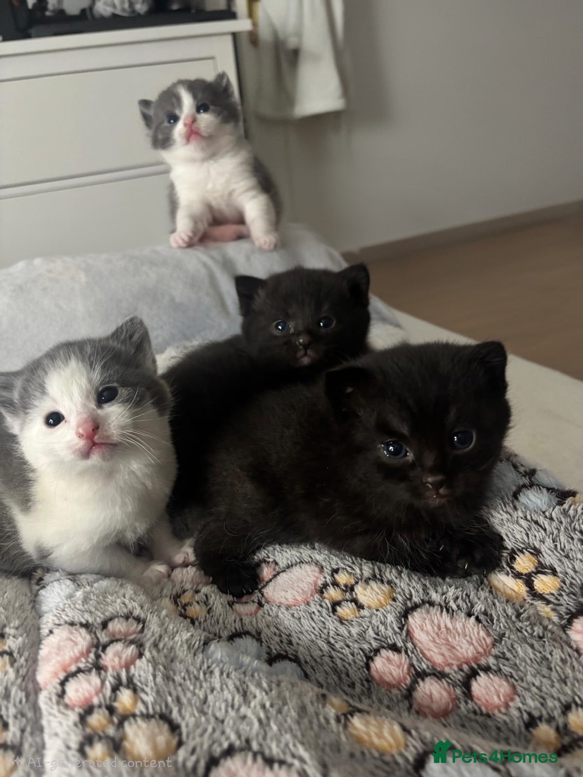 Scottish Fold cats Adorable kittens looking for loving homes - Advert 7