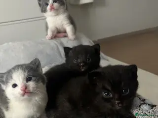 Scottish Fold cats Adorable kittens looking for loving homes - Advert 1