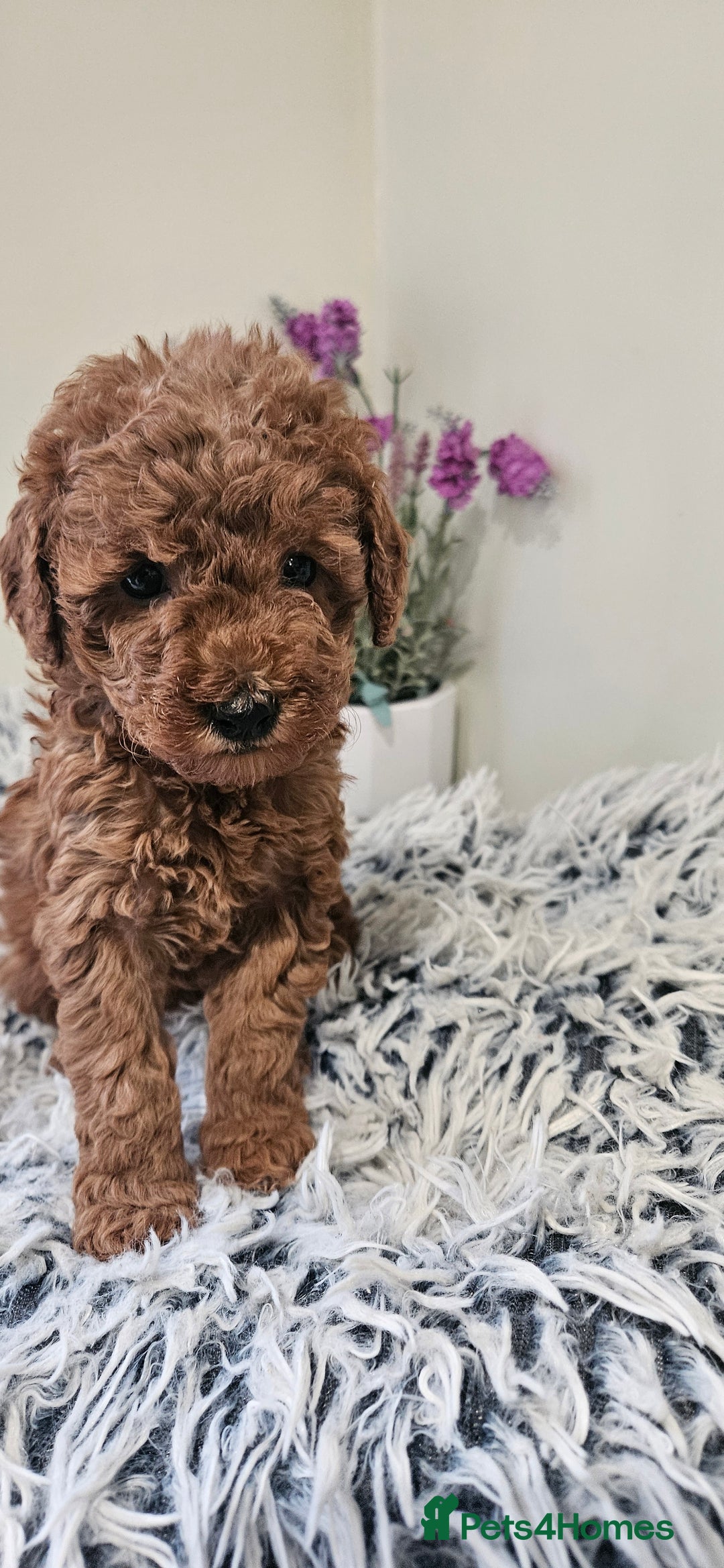 Toy Poodle dogs for sale: Beautiful Red Toy Poodle Puppies - Advert 16