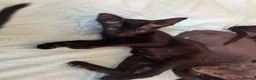Oriental cats for sale: 7 stunning oriental kittens available now - Advert 21