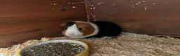 Mixed Breed rodents for sale: Baby Sow/Girl boar/boys Guinea pigs - Advert 2