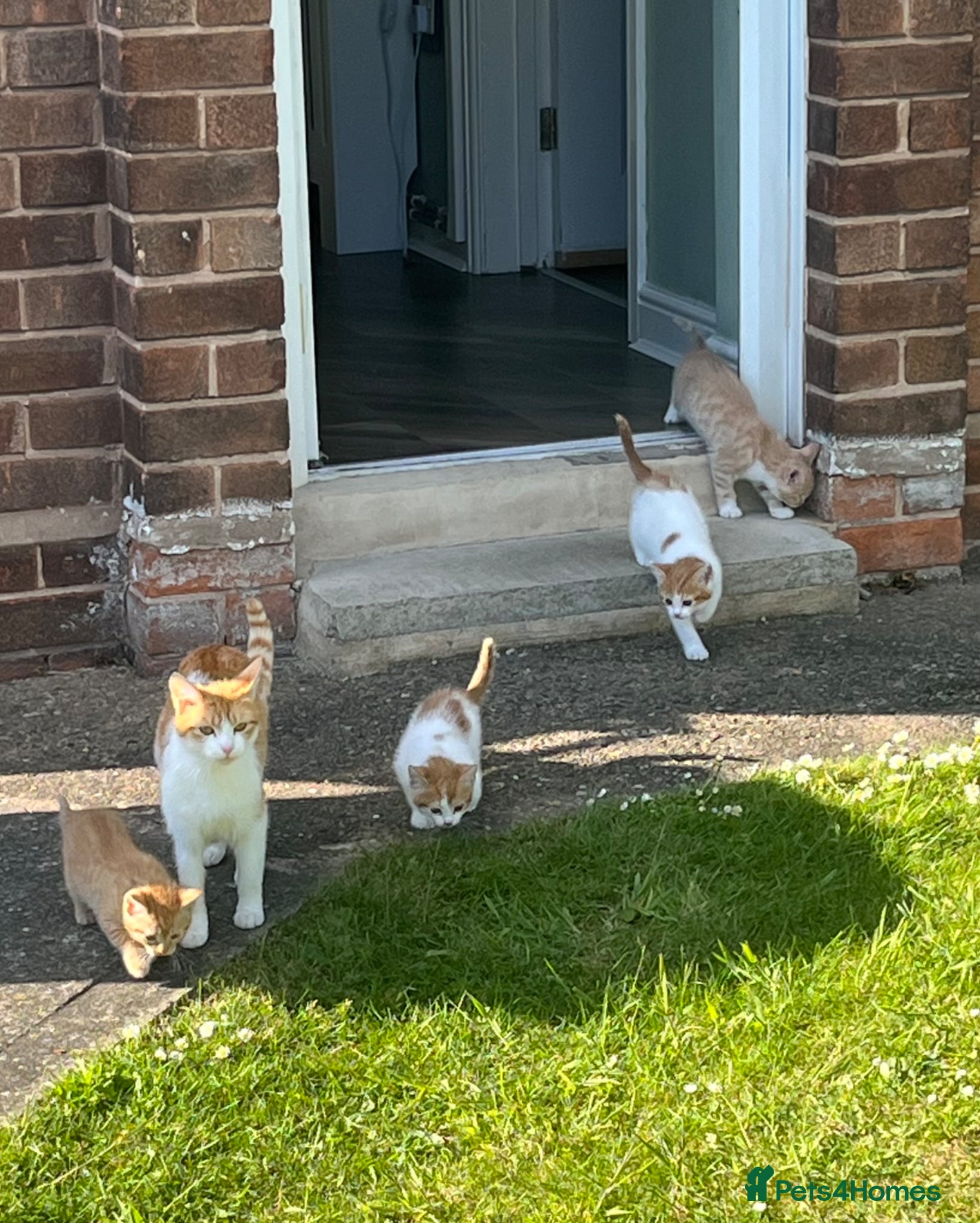 Mixed Breed cats Gorgeous kittens  - Advert 3