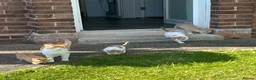 Mixed Breed cats for sale: Gorgeous kittens  - Advert 1