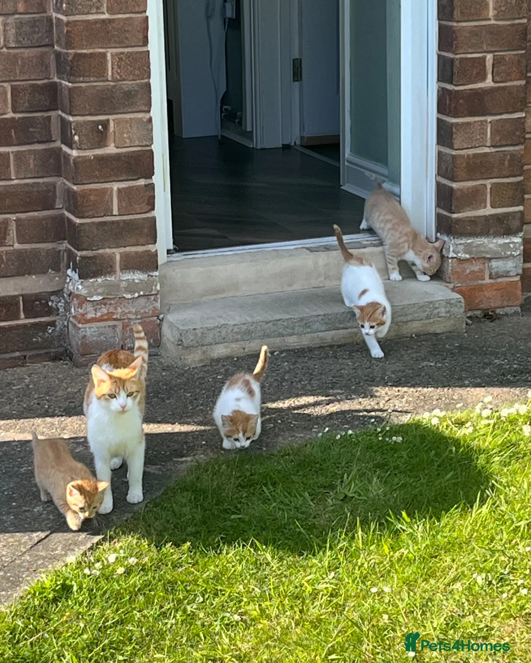 Mixed Breed cats for sale: Gorgeous kittens  - Advert 1