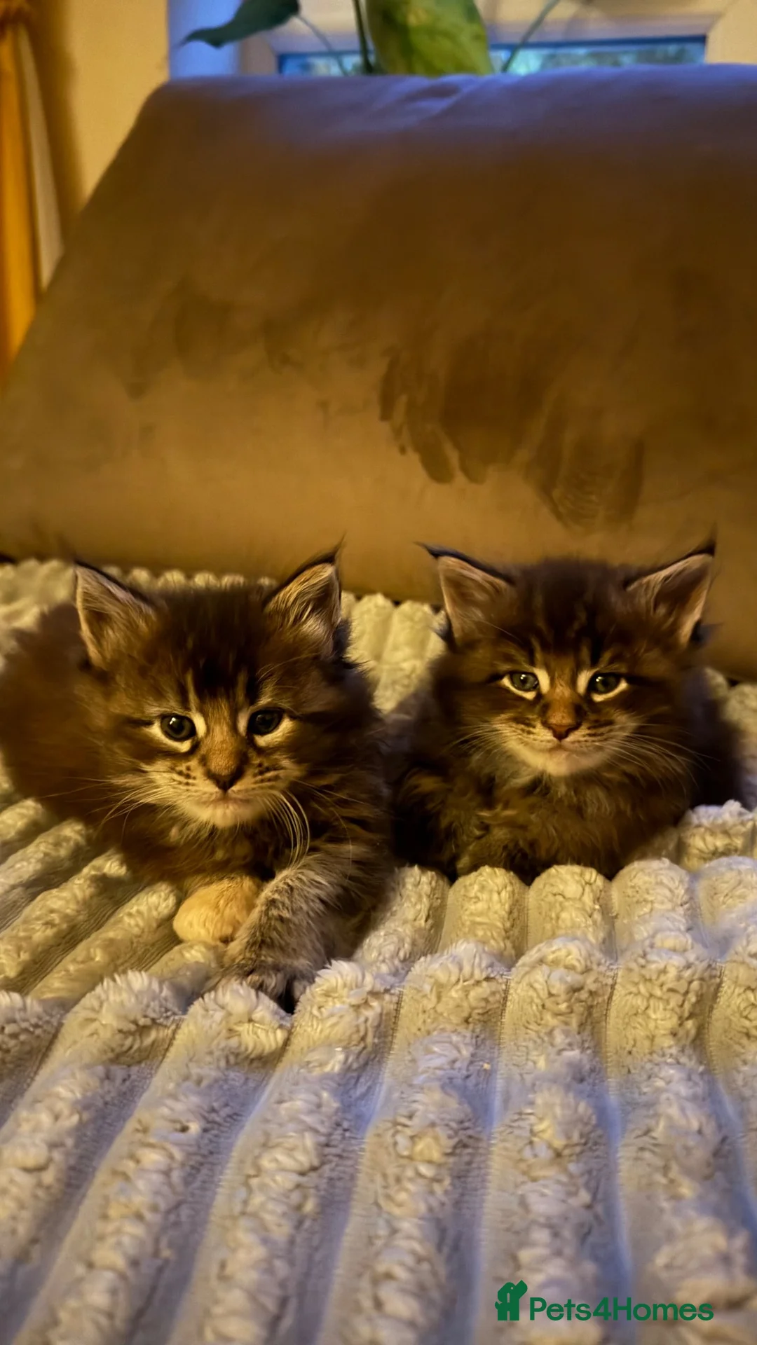 Maine Coon cats for sale: Maine coon - Advert 2