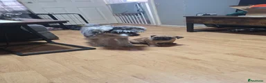 Mixed Breed Puppy 1