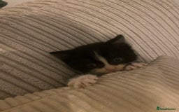 British Shorthair cats for sale: Cross half BRITISH shorthair kittens  - Advert 13