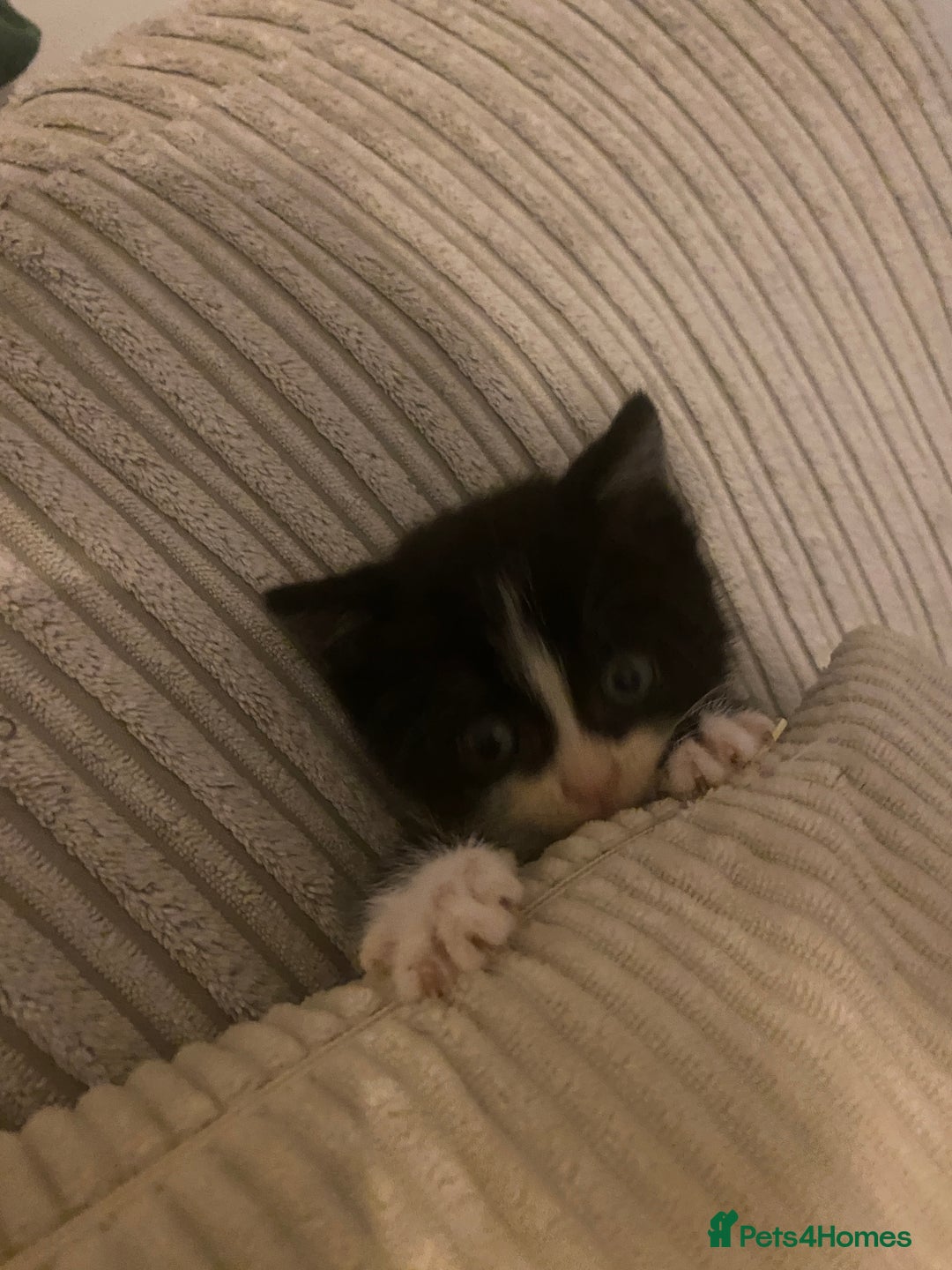 British Shorthair cats for sale: Cross half BRITISH shorthair kittens  - Advert 13