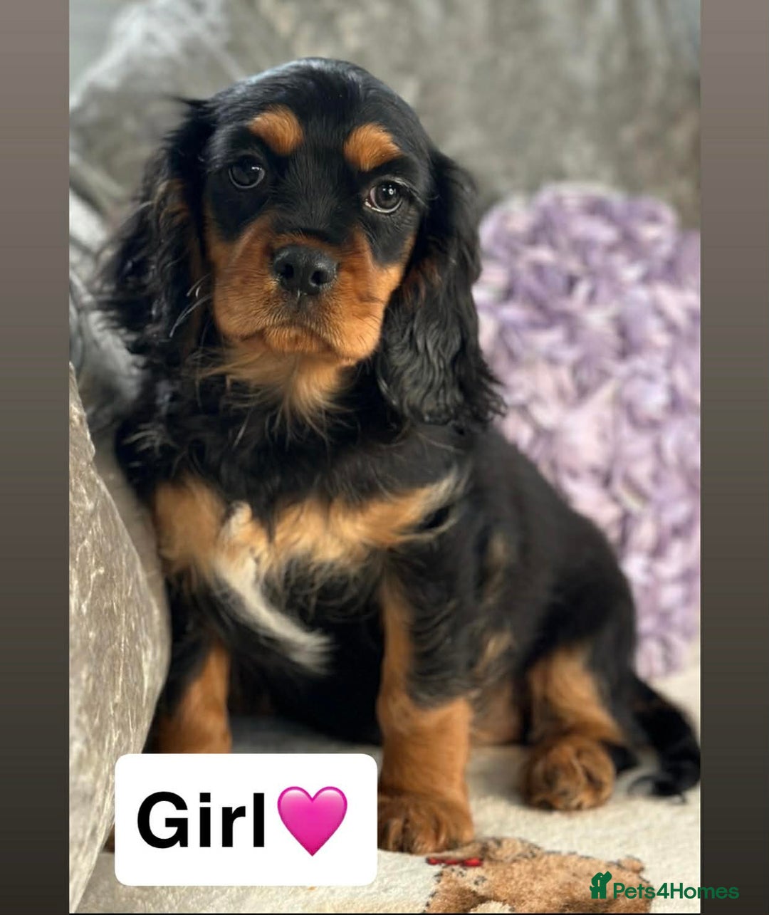 Cavalier King Charles Spaniel dogs for sale: Stunning KC registered Cavalier Pups - Advert 1